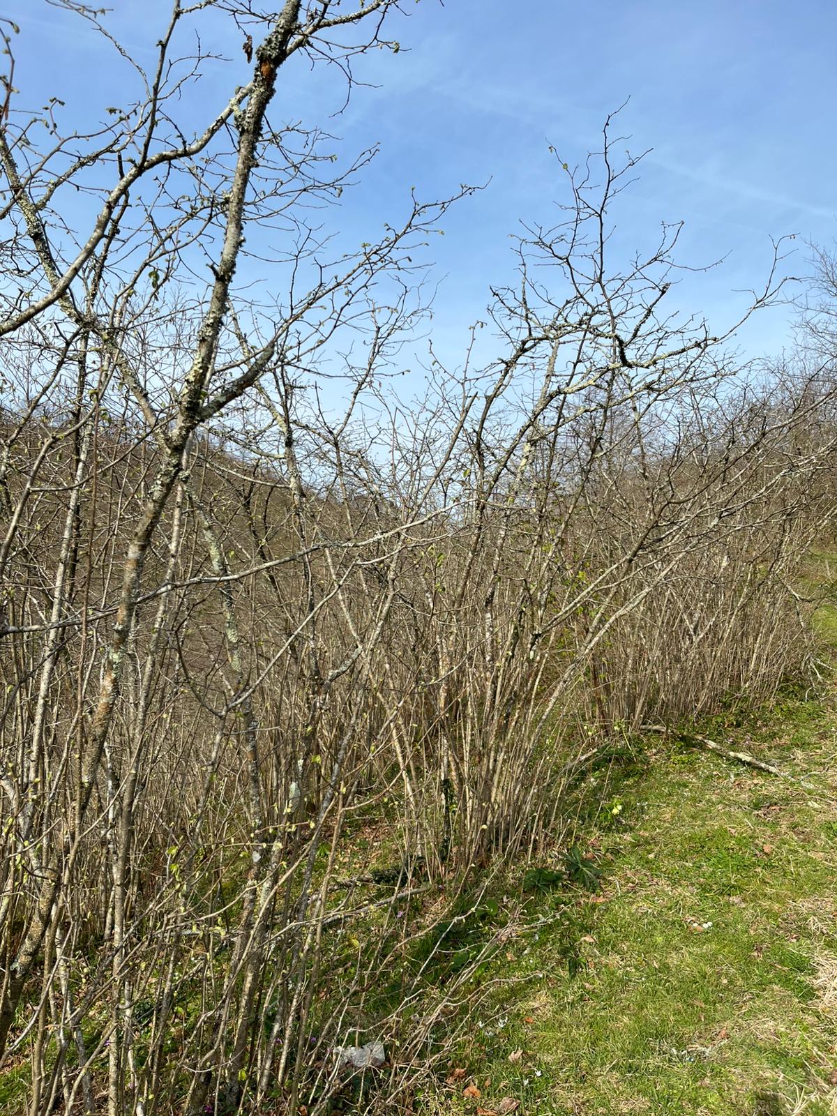 MABELDEN BOLAMAN LLALELİDE SATILIK 5300 M2 FINDIK BAHÇESİ